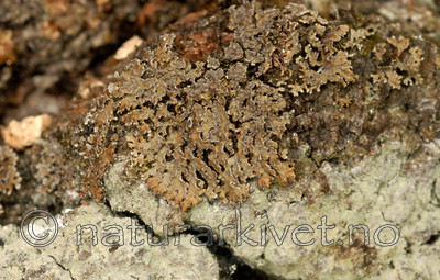 _SRE4317 / Physconia detersa / Brundogglav