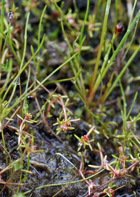 _SRE5074 / Crassula aquatica / Firling