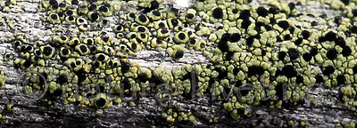 _SRE5359 / Cyphelium pinicola / Furusotbeger <br /> Cyphelium tigillare / Vanlig sotbeger