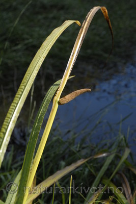 _SRE5449 / Acorus calamus / Kalmusrot