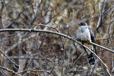 _SRE6799 / Cuculus canorus / Gjøk