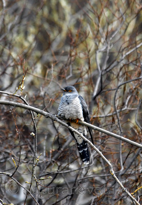 _SRE6799_2 / Cuculus canorus / Gjøk