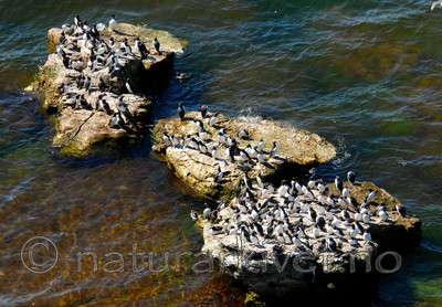 _SRE6883 / Uria aalge / Lomvi