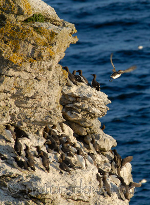 _SRE7110 / Uria aalge / Lomvi