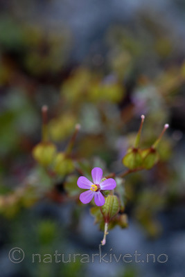 _SRE7135 / Geranium lucidum / Blankstorkenebb