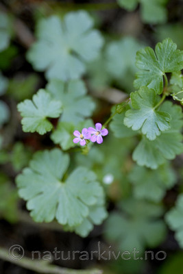 _SRE7154 / Geranium lucidum / Blankstorkenebb