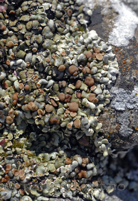 _SRE7178 / Squamarina cartilaginea