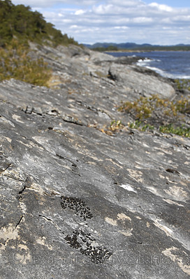 _SRE7518 / Callome multipartita / Vifteglye