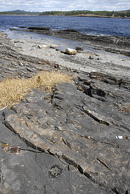 _SRE7540 / Callome multipartita / Vifteglye