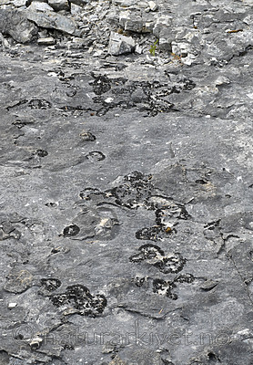 _SRE7555 / Callome multipartita / Vifteglye