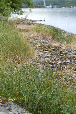 _SRE7677 / Carex hartmanii / Hartmansstarr