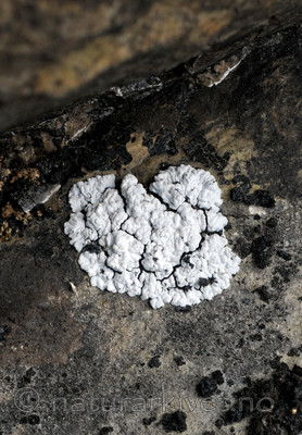 _SRE7704 / Toninia candida