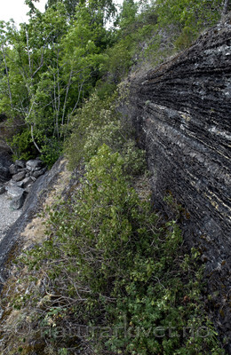 _SRE7712 / Syringa vulgaris / Syrin