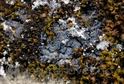 _SRE7792 / Fuscopannaria mediterranea / Olivenlav