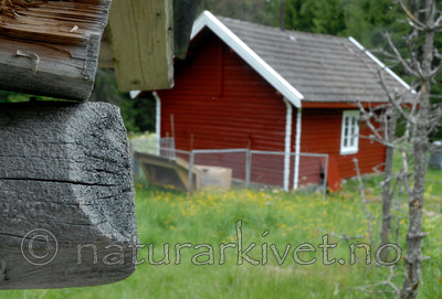 _SRE7830 / Cyphelium inquinans / Gråsotbeger