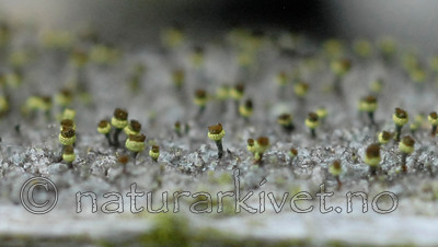 _SRE7870 / Chaenotheca phaeocephala / Stautnål