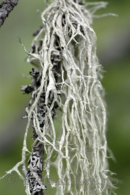 _SRE8060 / Evernia divaricata / Mjuktjafs