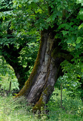 _SRE8101 / Ulmus glabra / Alm