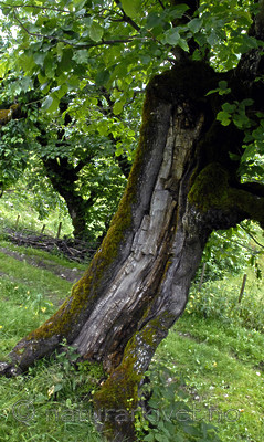 _SRE8109 / Ulmus glabra / Alm