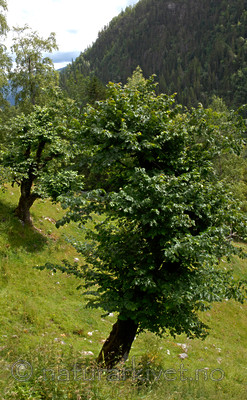 _SRE8145 / Ulmus glabra / Alm