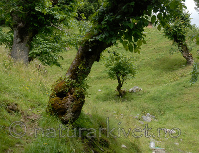 _SRE8146 / Ulmus glabra / Alm