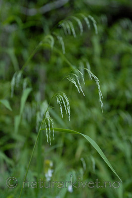 _SRE8384 / Cinna latifolia / Huldregras