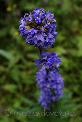 _SRE8404 / Campanula cervicaria / Stavklokke