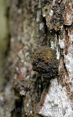 _SRE8554 / Arctomia fascicularis / Puteglye