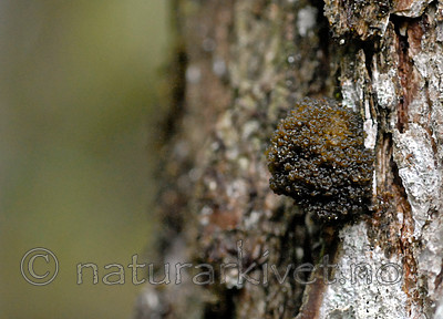 _SRE8554_2 / Arctomia fascicularis / Puteglye