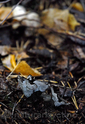 _SRE8794 / Phellodon niger / Svartsølvpigg