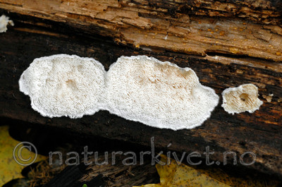 _SRE8969 / Spongiporus undosus / Bølgekjuke