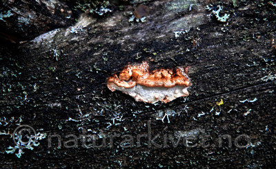 _SRE8996 / Postia lateritia / Laterittkjuke