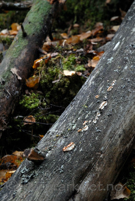 _SRE9013 / Postia lateritia / Laterittkjuke