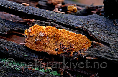 _SRE9059 / Pseudomerulius aureus / Flammenettskinn