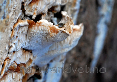 _SRE9273 / Spongiporus undosus / Bølgekjuke