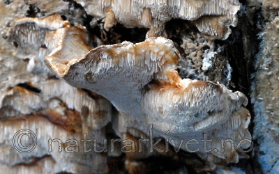 _SRE9292 / Spongiporus undosus / Bølgekjuke