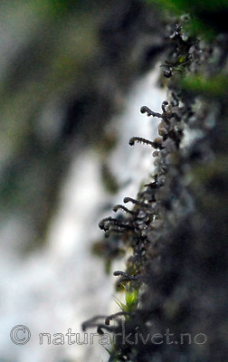 _SRE9305 / Frullania bolanderi / Pelsblæremose