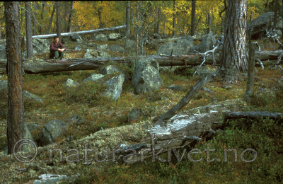 bb003 / Pinus sylvestris / Furu