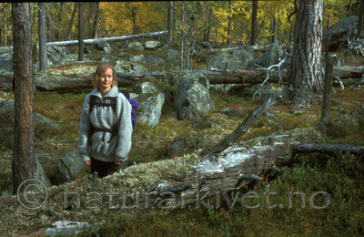 bb004 / Pinus sylvestris / Furu