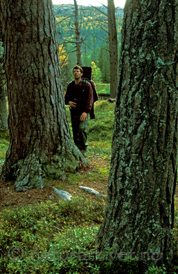 bb015 / Pinus sylvestris / Furu