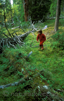 bb017 / Picea abies / Gran