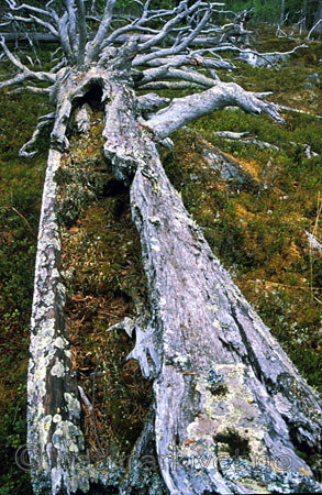 bb025 / Pinus sylvestris / Furu