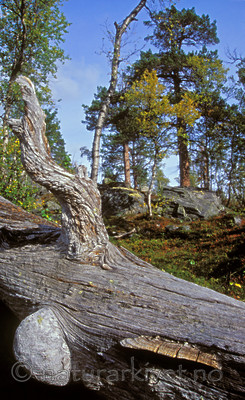 bb032 / Gloeophyllum protractum / Langkjuke <br /> Pinus sylvestris / Furu