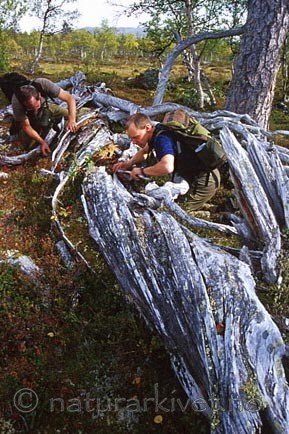 bb035 / Pinus sylvestris / Furu