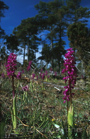 bb062 / Orchis mascula / Vårmarihand