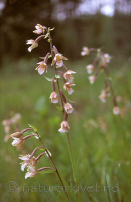 bb065 / Epipactis palustris / Myrflangre