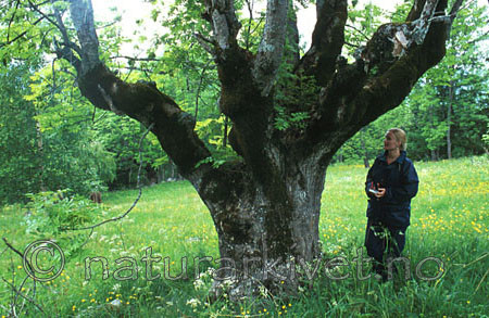 bb067 / Fraxinus excelsior / Ask