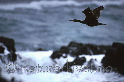 bb074 / Phalacrocorax aristotelis / Toppskarv