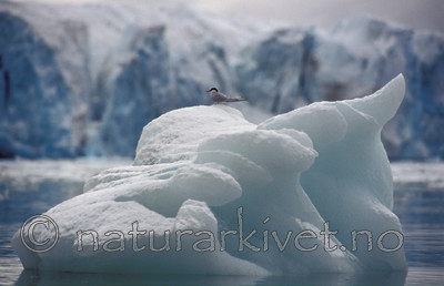 bb080 / Sterna paradisaea / Rødnebbterne