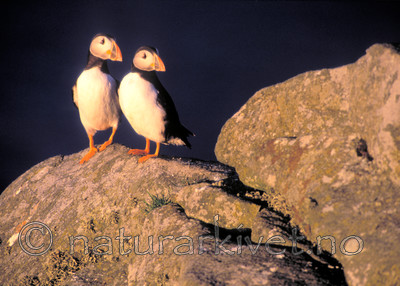 bb082 / Fratercula arctica / Lunde